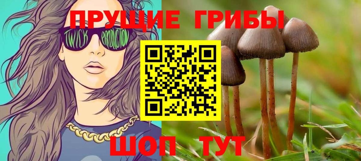 Галлюциногенные грибы Psilocybine cubensis Кузнецк